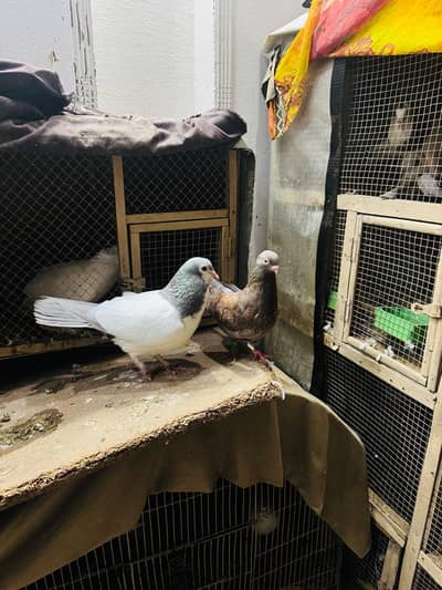 sherazi breeder pair with chicks.