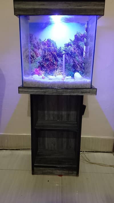 Complete Aquarium setup with Goldfish & decorations