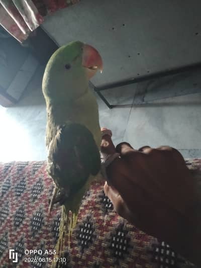 Full hand tame and play full parrot