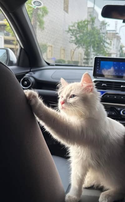 white persian kitten
