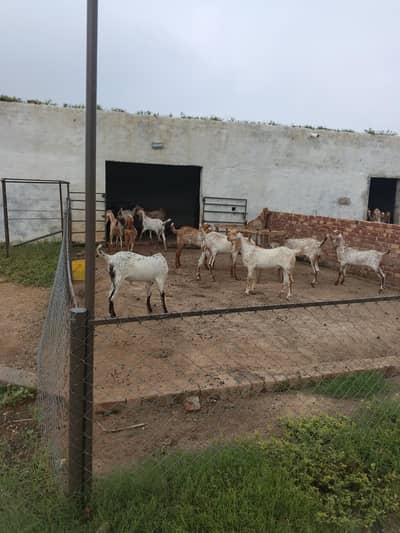 goats makki cheena