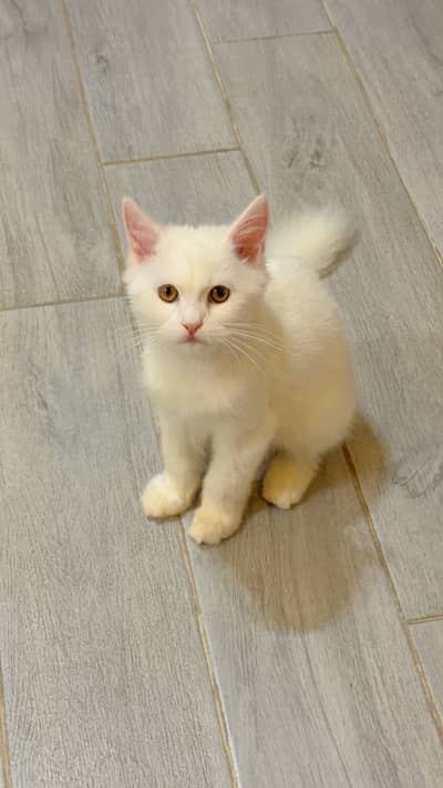 Kitten available for sale with fully Vaccinated