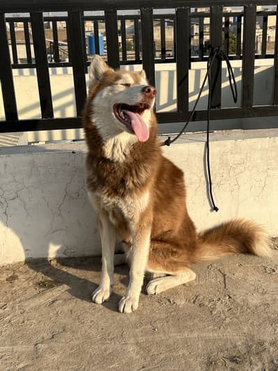 Siberian husky male