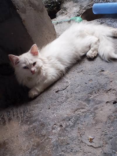 persian cat