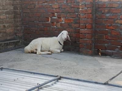 Dumba for Sale