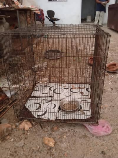 Birds Hens Pinjra