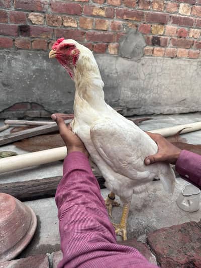 Best quality Shamo for sale male and female