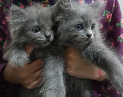 grey Persian kittens each (single) 13000