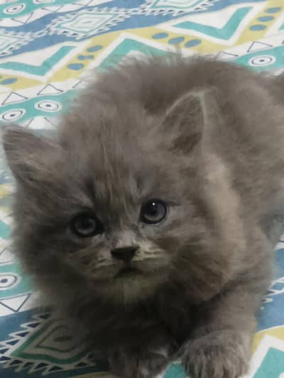 grey Persian female kitten each  10,000