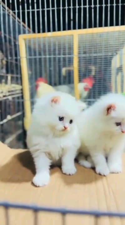 Persian cat for sale male or female my WhatsApp number