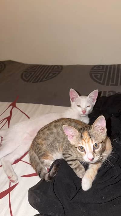 Semi persian cat fully vaccinated and litter train