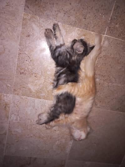 Pure Persian