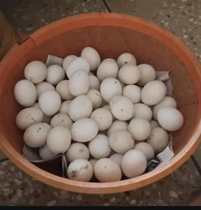 Egyptian Fayoumi Pure Eggs