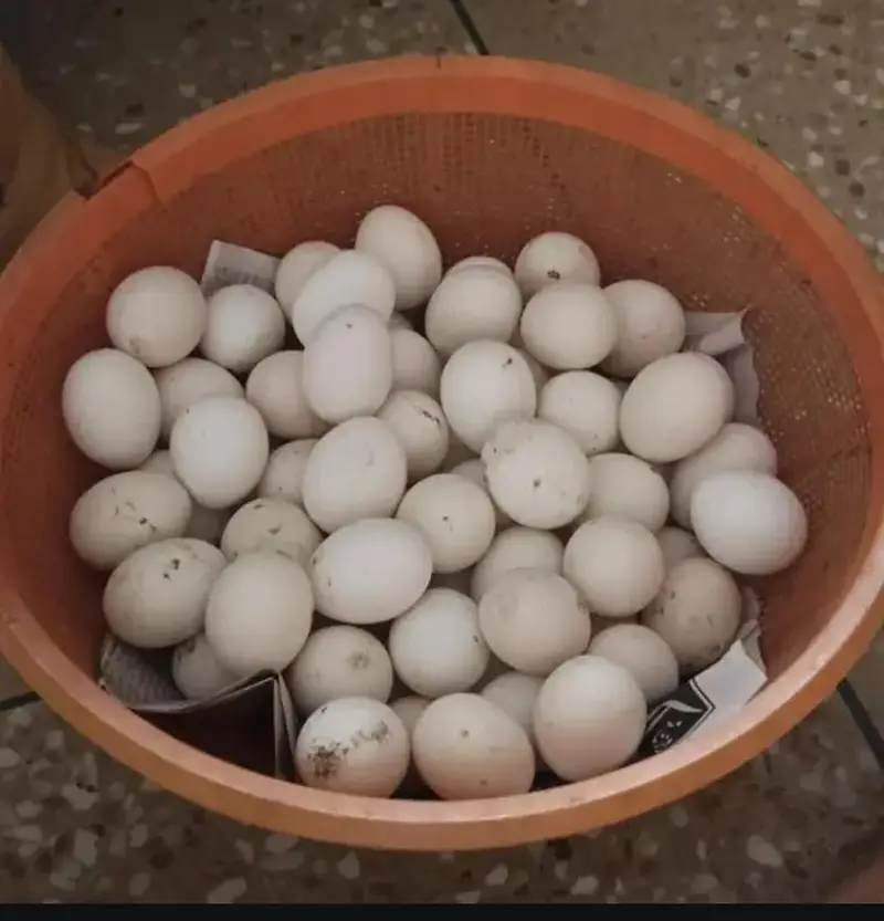 Egyptian Fayoumi Pure Eggs
