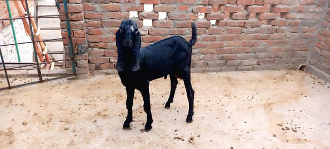 Black Ambersari Male For Sale