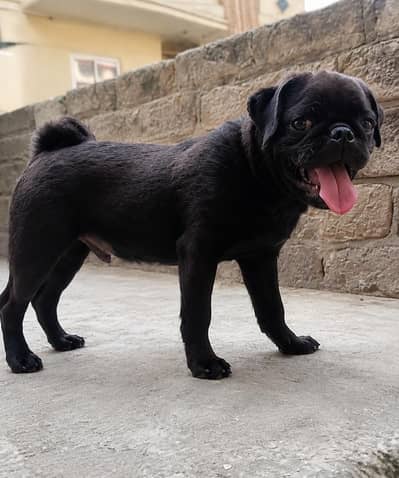 Cute Black Pug Puppy for Sale | Healthy & Adorable