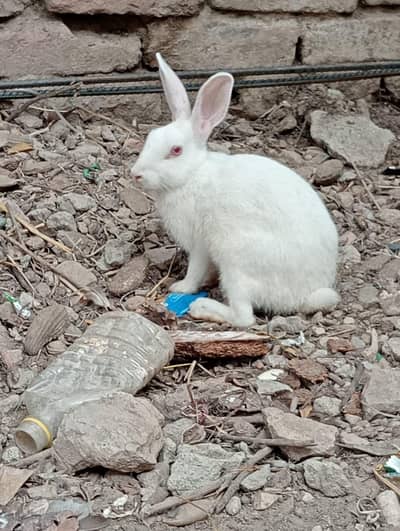 white rabbit with red eyes