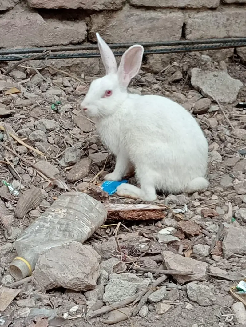 white rabbit with red eyes