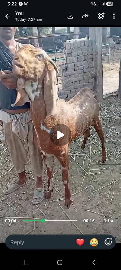 breeder goat for sale