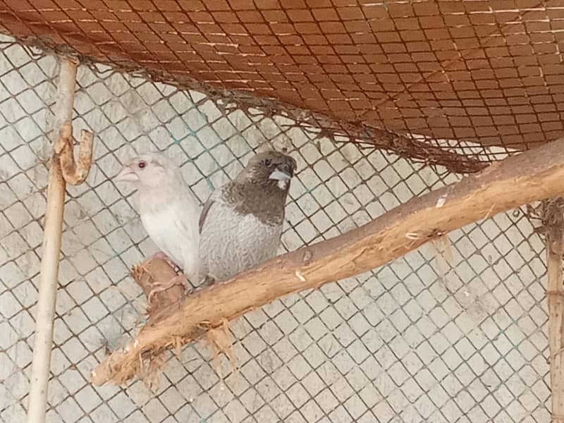 yuro pair 2