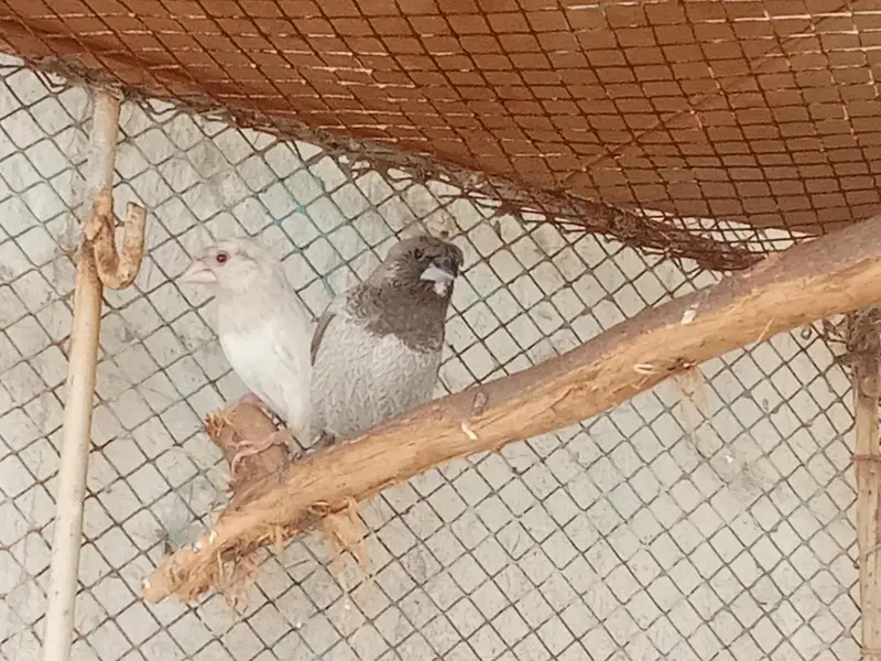 yuro pair — photo 3