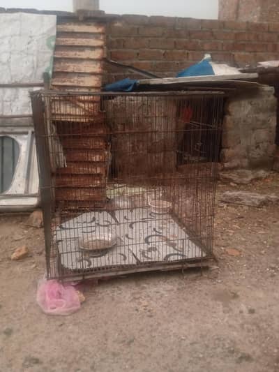 Birds Hens Pinjra