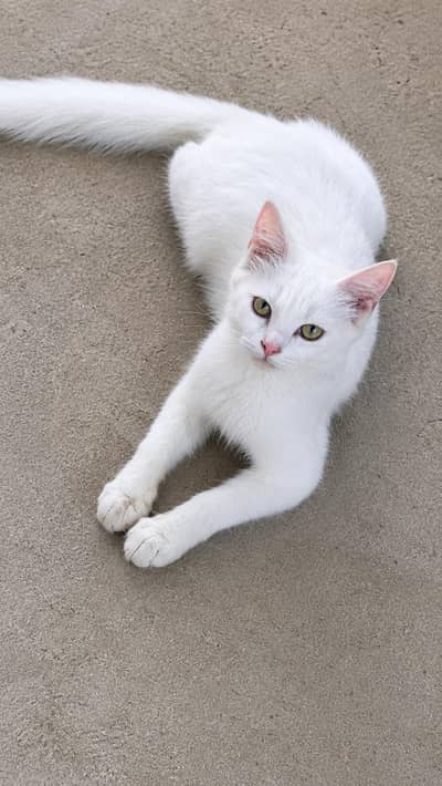 cat waiting for new adaption