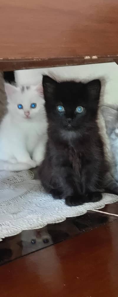 Kittens | Persian Kittens | Triple Coated White / lack Persian Kittens