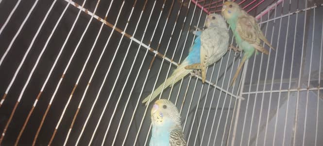 Aoa 3 Australian parrots  male available for sale