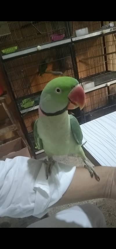 male hand tame nails tail fly all ok 9 months chick