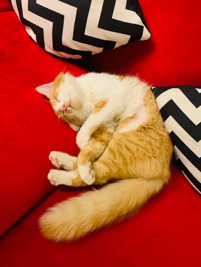Cat for adoption