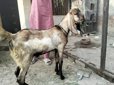 pure dasi barka for sale for qubani 2027