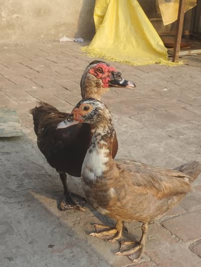 Muscovy ducks pair