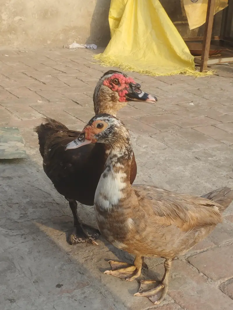 Muscovy ducks pair