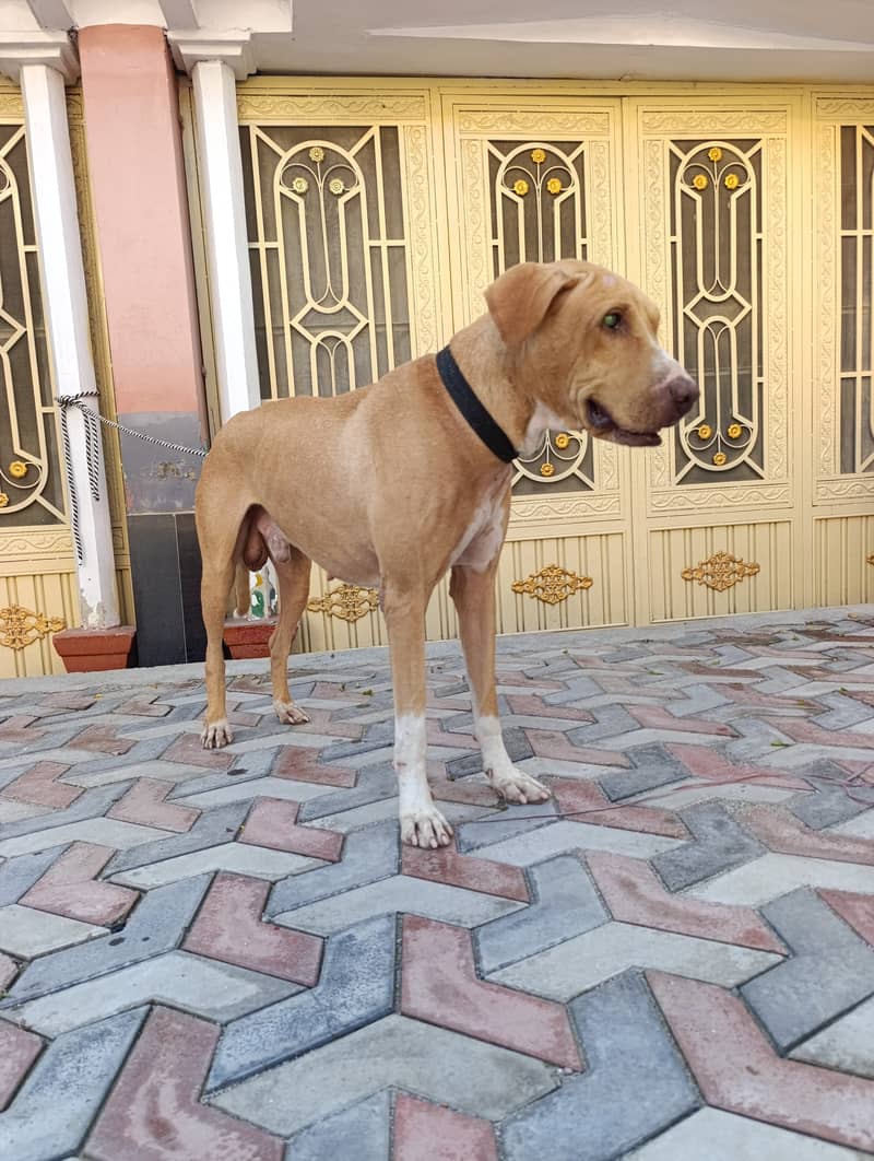 Bully khanda 4