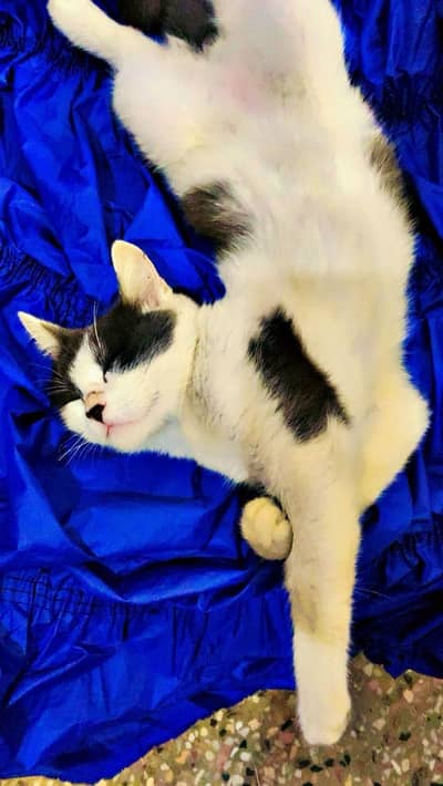 Persian cat