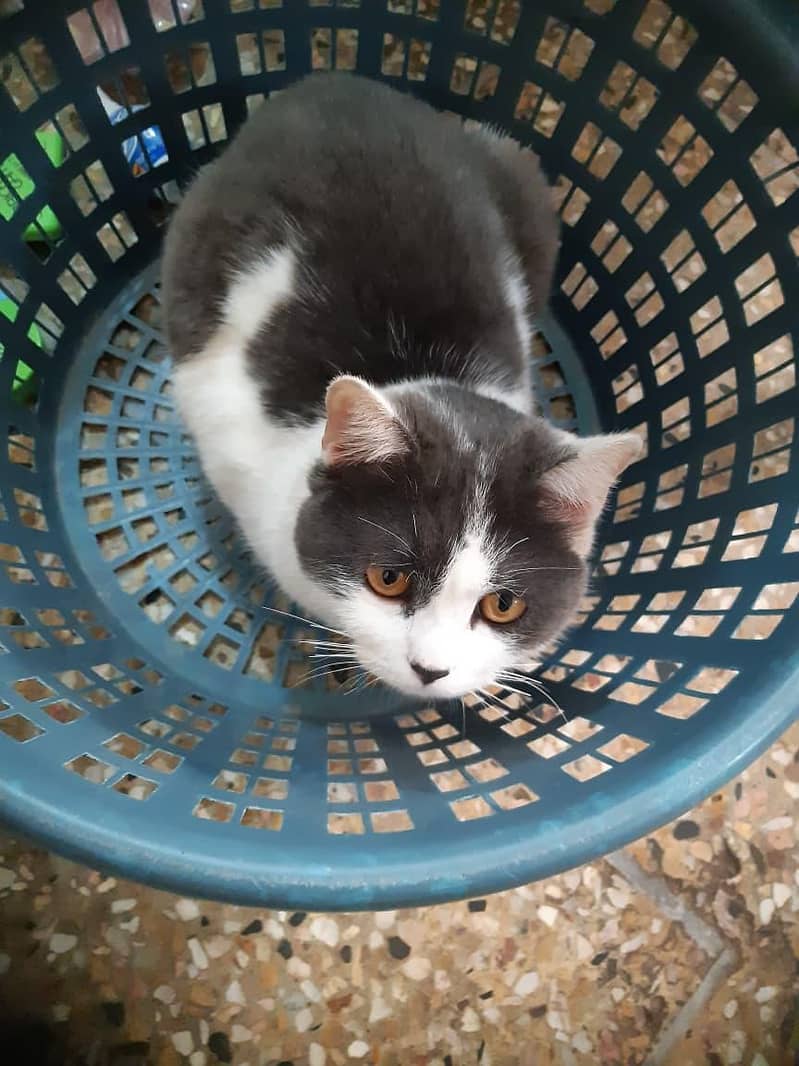 Persian cat 2