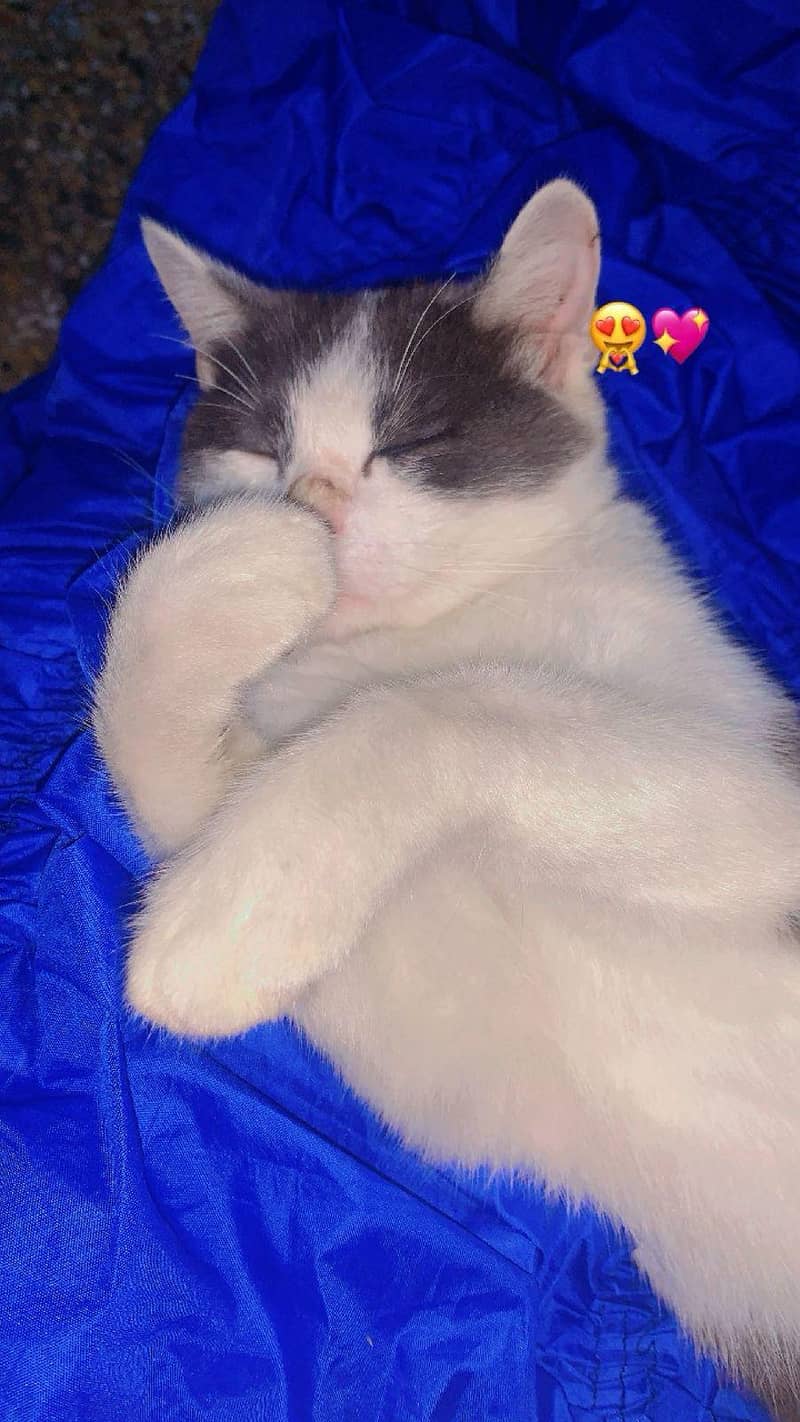 Persian cat 3