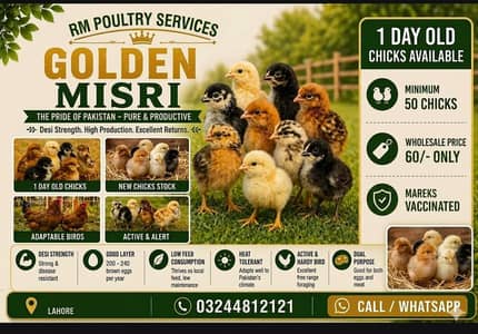 Golden Misri Chicks