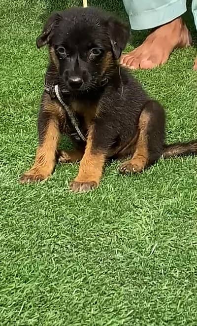 Garman shepherd Male