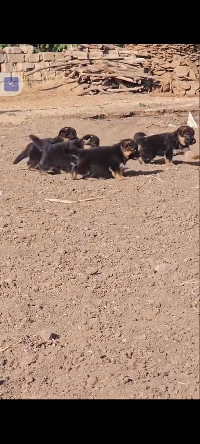 German Shepherd baby for sale triple code 5 vaccine ke liye