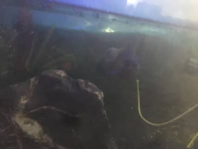 Aqurium/ sand / fish for sale