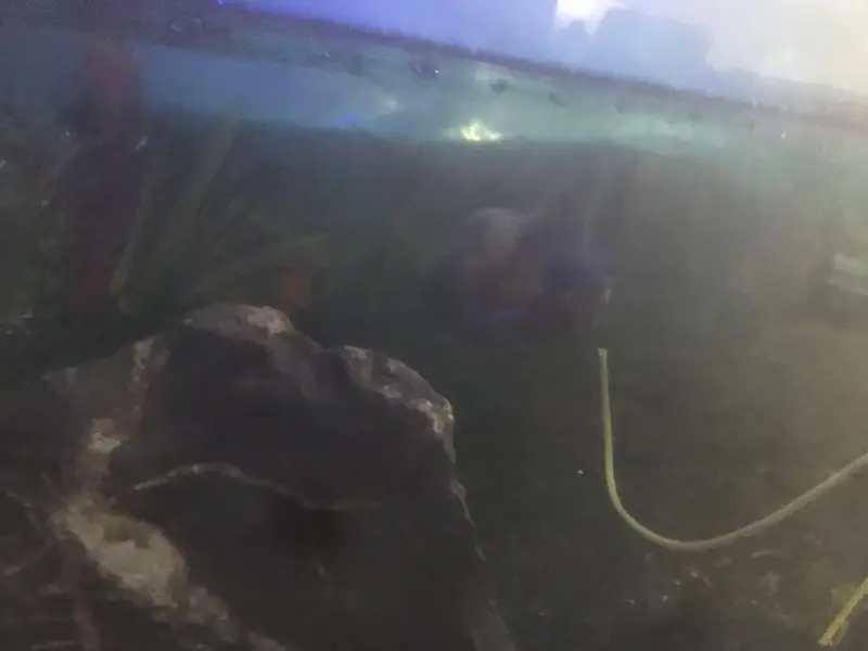 Aqurium/ sand / fish for sale