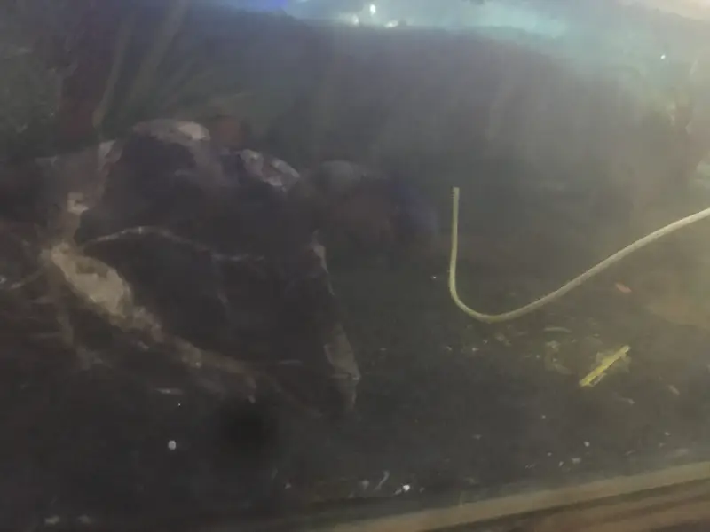 Aqurium/ sand / fish for sale — photo 4