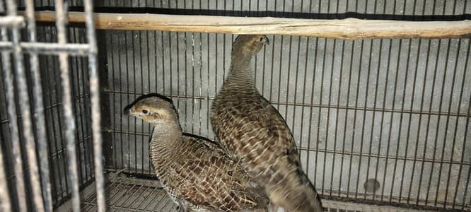 dakhni teetar pair 03008126916
