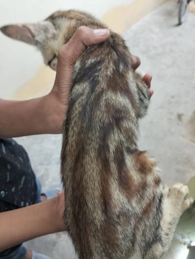 Rare Sokoke Breed Cat / Kitten – Active & Healthy