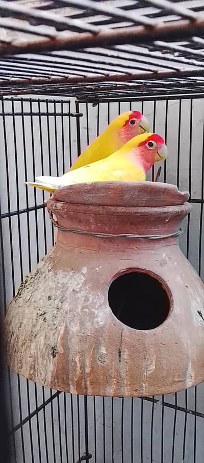 Lovebirds for sale
