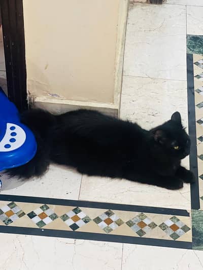 black Persian cat
