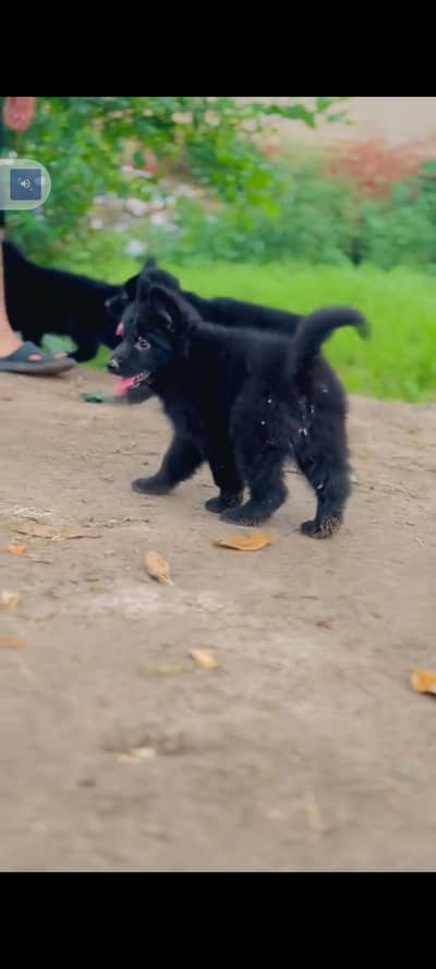 German Shepherd baby Fossil male or female vaccine clear
