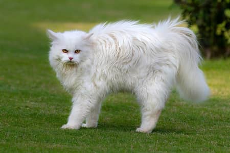 kitten for sale